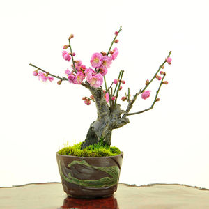 实拍 日本小品老桩甲州野梅(大盃)进口野梅微型盆景掌上盆景