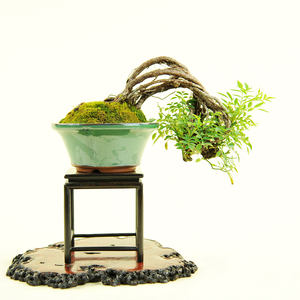 实拍 日本小品提根蔷薇微型盆景 进口悬崖临水式蔷薇花果类盆景