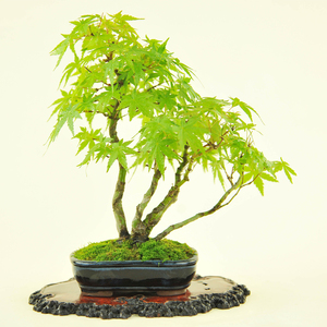 实拍 日本小品一本多杆丛林山红叶枫树微型盆景 日本进口红枫盆景