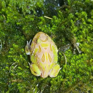 双色黄金角蛙宠物青蛙宇治皮卡丘姥爷树蛙苔藓霸王小丑蛙草莓蛋黄