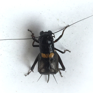 野生蟋蟀,野生双斑蟋蟀 活体斗蟋蟀生猛好斗 鸣虫大只蛐蛐爬虫