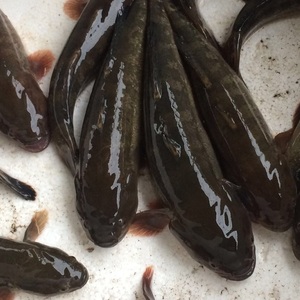 包活涂鳗鲟虎鱼海鲜食用海鱼皇帝鱼蝤蠓虎乌鱼一斤4到6条鲜活水产