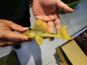 壹宫水族清道夫异型l14 黄金达摩 好养 工具鱼 热带鱼观赏鱼淡水