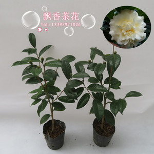 黄色茶花品种