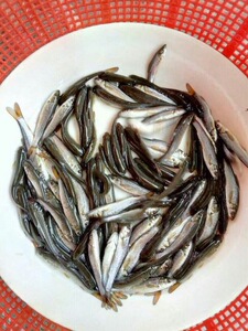 银鳕鱼苗 银雪鱼苗 鳕鱼苗 淡水鱼苗 活体 鱼苗