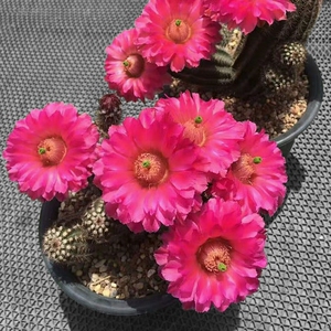 《鲜红虾》鹿角柱属虾仙人球花色鲜亮漂亮重瓣复色包对版多肉植物