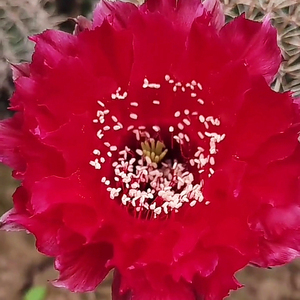 红衣主教仙人球