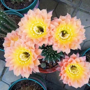 《洛妮塔》彩草仙人球金橙复色大花多层次重瓣花型漂亮包对版多肉