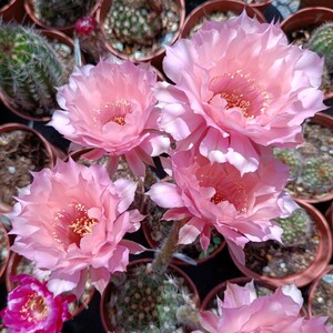 《睡美人》席克氏彩草仙人球肉桂粉色皱瓣柔美花色带香味经典品种