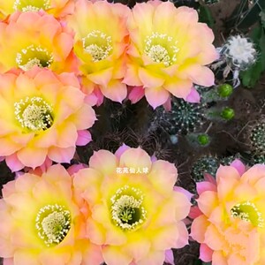 《荧光》彩草仙人球us47 和毛花柱杏光辉花色相似大花容易群开