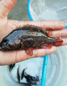 红暗鳜 暗鳜 红虎鱼 小型鳜类 观赏淡水鱼 凶猛肉食鱼 冷水鱼顺丰