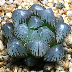 大蓝镜玉露 多肉 多肉植物 十二类 品种正宗绿植小盆栽办公室植物