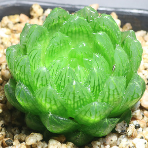 新手可备 樱水晶 多肉 多肉植物 十二卷 基地发货 品种保证