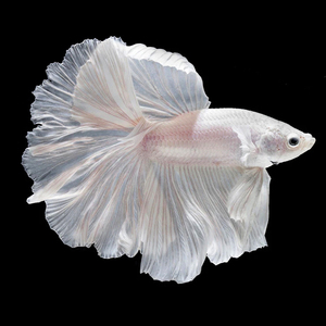 南洋水族馆泰国半月斗鱼大尾巴便宜包邮