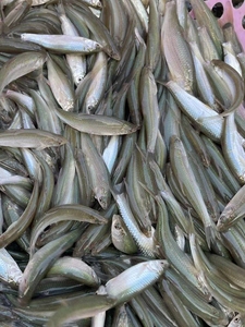 正宗赤目鳟鱼苗红眼鱼抗病力强保真保量高档鱼种鱼塘养殖淡水鱼