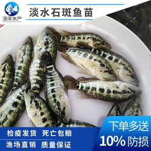 002人付款淘宝精选淡水石斑鱼活体养殖食用鱼花斑鱼自