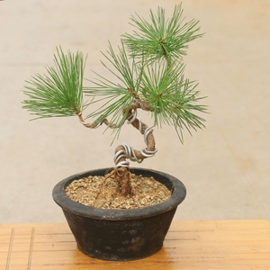 黑松盆景 微型小盆栽五针松树四季长青阳台绿植 造型日本黑松小苗