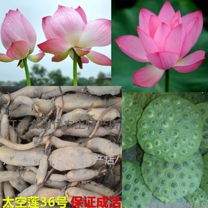 大型观赏荷花种藕苗 池塘荷花种根苗 高产莲子莲藕苗红花苗白花苗