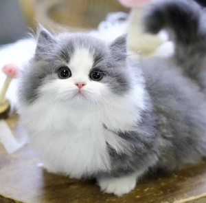 北京名猫舍 纯种拿破仑矮脚猫 长毛幼猫 小步舞曲猫 曼基康短腿猫