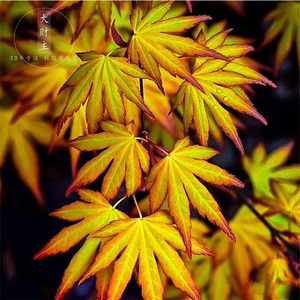 卡苏日本枫树一物一拍&nbsp;acer matsumurae kasu