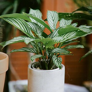 青纹竹芋盆栽室内观叶植物我是办公室绿植小盆栽室外绿植欧美ins