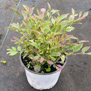 彩叶水芹 水培花叶克拉香草食用观赏耐寒组盆好养 冬季放心入组盆