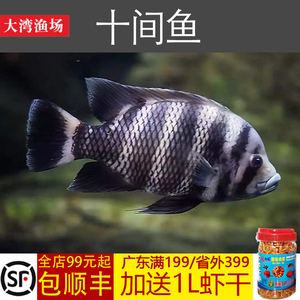十间鱼鱼苗