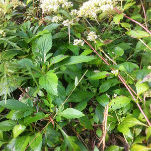 白花败酱草500克 新鲜菥蓂草 遏蓝菜白花苏败酱中药材