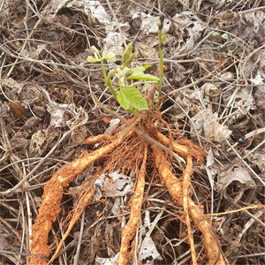 野葛根柴葛粉葛苗中药种苗花卉阳台遮荫盆栽绿值园艺葛根盆栽