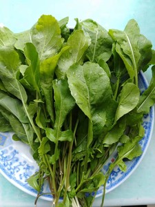 黑龙江蔬菜园新鲜臭菜小菜 东北农家现摘鲜嫩蘸酱菜500g6人付款28