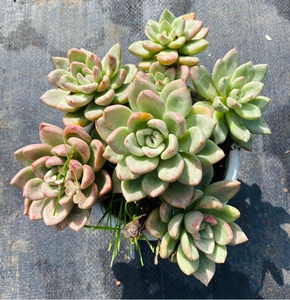 奶油鳄梨 整桩无砍木质化大老桩 昆明芳华多肉基地直发 质量保证