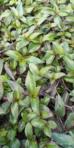 包邮潮汕青草药现采新鲜红蛇竹菜水龟草红竹草假紫万年青