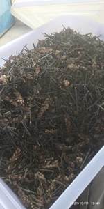 包邮潮汕青草药台蛇剑斩蛇剑刣蛇剑血路草花叶假杜鹃自晒枝叶干品