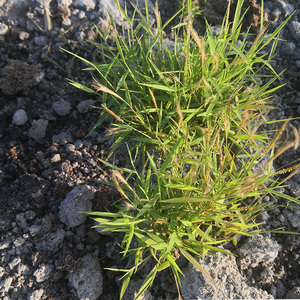 潮汕深山猫毛草新鲜 正品金丝草干货 中草药黄毛草 车前草 猫须草