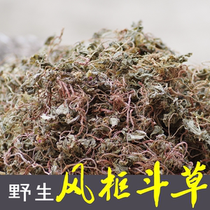 风鼓草