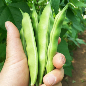 00花桔光旗舰店天猫宽扁四季豆种子绿龙架豆种子芸豆架豆角种子超宽