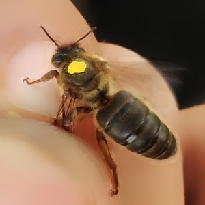 东北黑蜂 东北黑蜂王 种王 蜜蜂种王