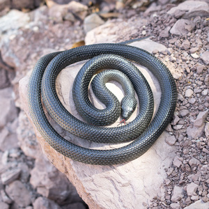 1.9米仿真大黑蛇橡胶动物模型创意整蛊吓人恶搞玩具假蛇装饰摆件