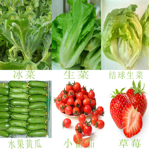 四季蔬菜无土栽培种子 阳台水培生菜草莓黄瓜番茄生菜种籽