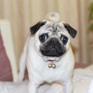 西安叁仟赛级纯种鹰版巴哥幼犬活体中小型家养宠物短毛哈巴狗幼崽