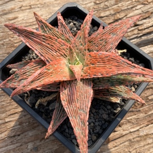 多肉植物园艺芦荟超级芦荟精品侧芽粉色条疣一物一拍包邮