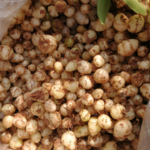 干货 云南小白芨纯野生 独叶圆果 糯白芨 山慈菇 非三叉白芨100克