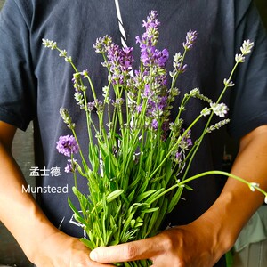 北京懒猫孟士德 munstead英国狭叶真 薰衣草花苗 盆栽 多年生包邮