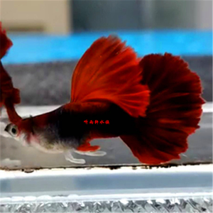 菊花帆褶扇巴西红扇大背精品种鱼级别尾撑180度热带鱼火爆热卖中