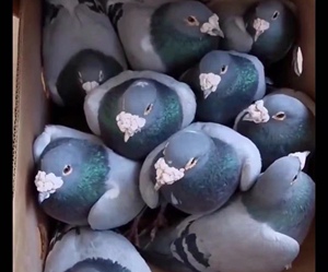 信鸽种鸽幼鸽大鼻子詹森血统鸽