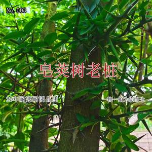 【皂角树种植】皂角树种植品牌,价格 - 阿里巴巴