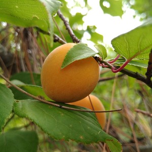 云南黄梅果5斤新鲜丽江树上熟青梅果现摘生梅子 大理野生酸梅鲜果