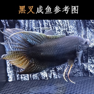 蓝绿型蛇纹越黑斗鱼易活耐养HK黑叉尾改良中国冷水观赏鱼小型