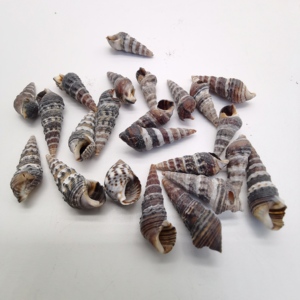 天然海螺贝壳 小锥黑尖螺 鱼缸水族造景地台墙贴装饰