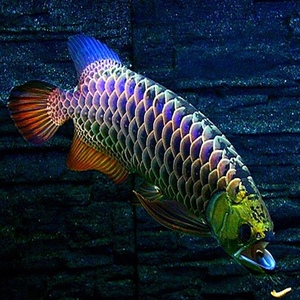 精挑赛级印尼亚马逊热带淡水观赏活体蓝麒麟满背古典蓝金龙鱼苗